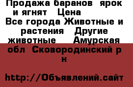 Продажа баранов, ярок и ягнят › Цена ­ 3 500 - Все города Животные и растения » Другие животные   . Амурская обл.,Сковородинский р-н